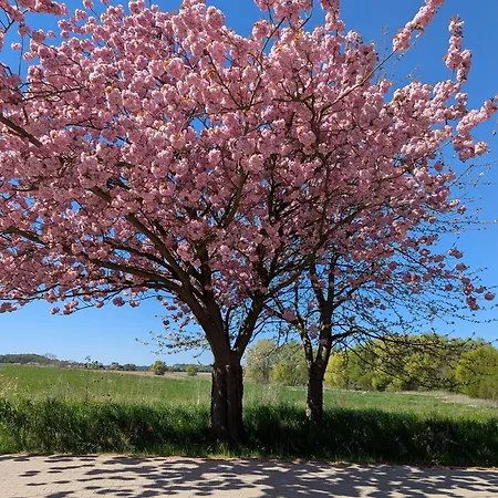 Spatzenhecke Apartment *